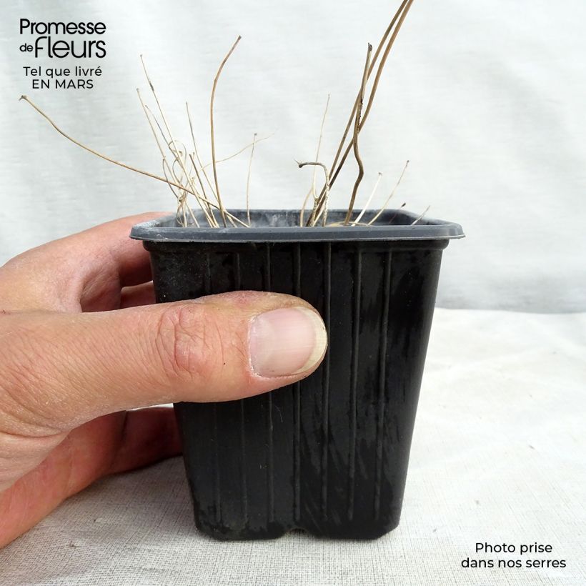 Exemplar von Epimedium Asiatic hybrids - Elfenblume Kleine Töpfe von 8/9 cm wie im Winter geliefert