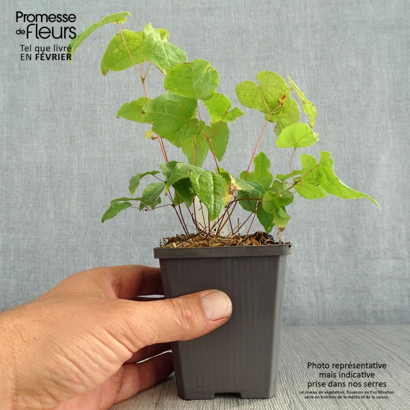 Exemplar von Epimedium Asiatic hybrids - Elfenblume Kleine Töpfe von 8/9 cm wie im Herbst geliefert