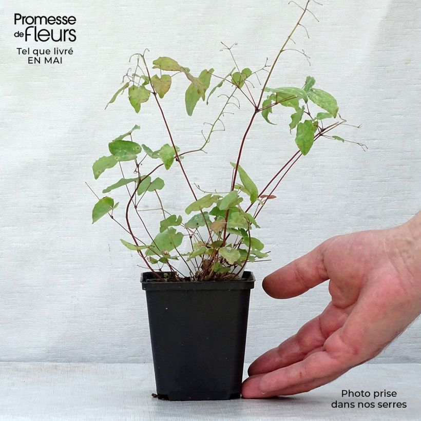 Exemplar von Epimedium davidii - Elfenblume Kleine Töpfe von 8/9 cm wie im Frühjahr geliefert