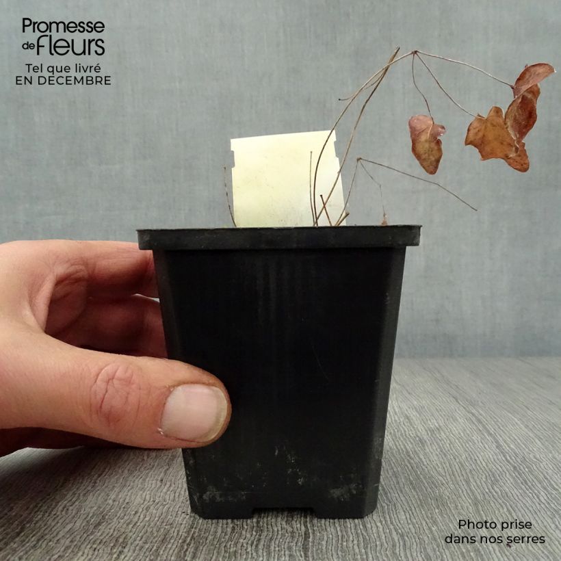 Exemplar von Epimedium grandiflorum Akebono - Großblumige Elfenblume Kleine Töpfe von 8/9 cm wie im Winter geliefert