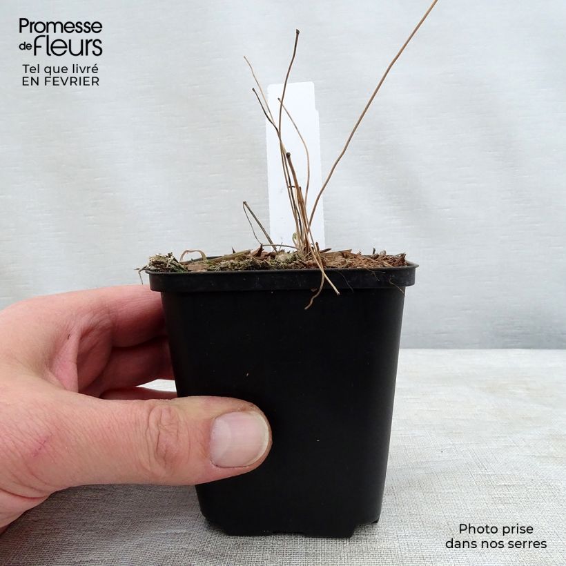 Exemplar von Epimedium grandiflorum Beni-kujaku - Großblumige Elfenblume Kleine Töpfe von 8/9 cm wie im Winter geliefert