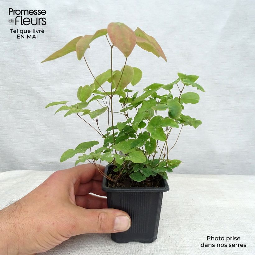 Exemplar von Epimedium grandiflorum Lilafee - Großblumige Elfenblume Kleine Töpfe von 8/9 cm wie im Frühjahr geliefert