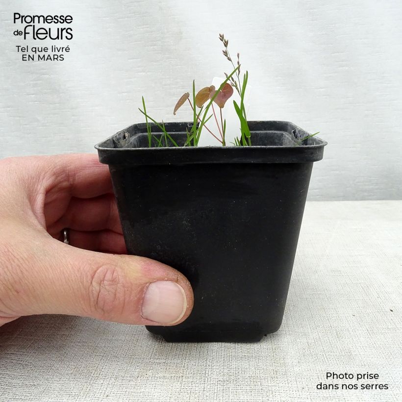 Exemplar von Epimedium grandiflorum Purple Pixie - Großblumige Elfenblume Kleine Töpfe von 8/9 cm wie im Frühjahr geliefert