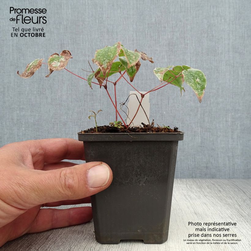Exemplar von Epimedium grandiflorum Purple Pixie - Großblumige Elfenblume Kleine Töpfe von 8/9 cm wie im Herbst geliefert