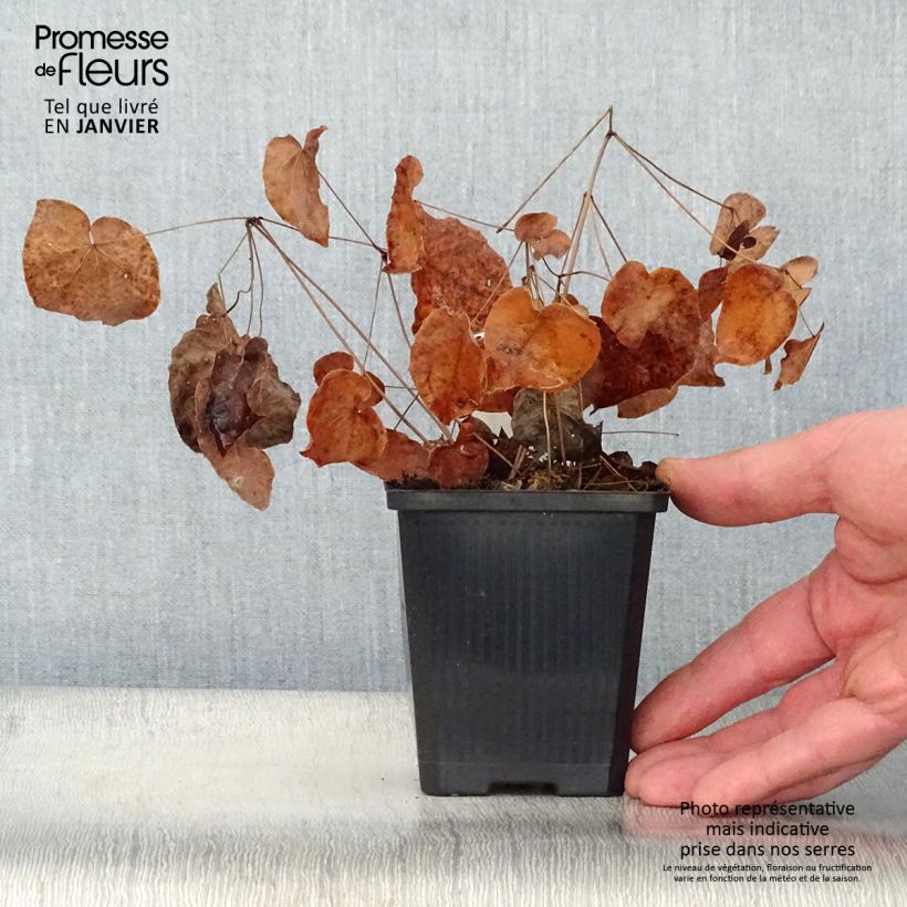 Exemplar von Epimedium grandiflorum Purple Pixie - Großblumige Elfenblume Kleine Töpfe von 8/9 cm wie im Winter geliefert