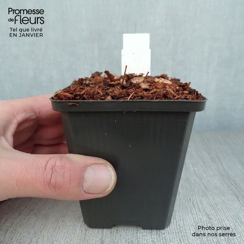 Exemplar von Epimedium grandiflorum Red Beauty - Großblumige Elfenblume Kleine Töpfe von 8/9 cm wie im Winter geliefert