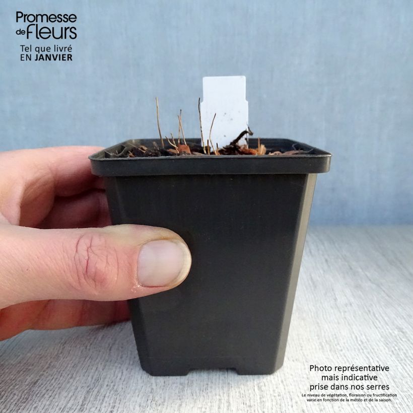 Exemplar von Epimedium grandiflorum Shiho - Großblumige Elfenblume Kleine Töpfe von 8/9 cm wie im Winter geliefert