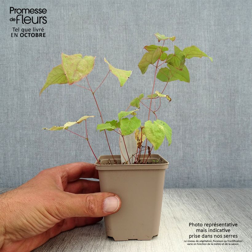 Exemplar von Epimedium Pink Elf - Elfenblume Kleine Töpfe von 8/9 cm wie im Herbst geliefert