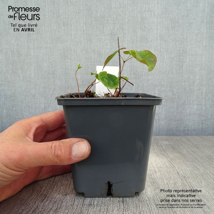 Exemplar von Epimedium grandiflorum Pretty in Pink - Großblumige Elfenblume Topf mit 1L/1,5L wie im Frühjahr geliefert