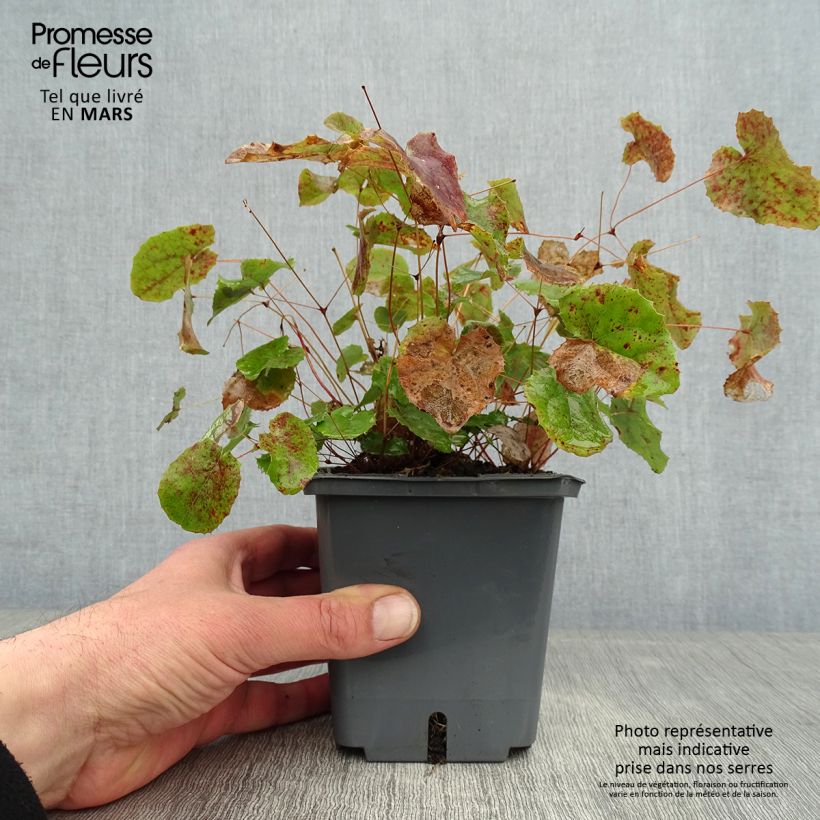 Exemplar von Epimedium platypetalum Sunny and Share - Elfenblume Topf mit 1L/1,5L wie im Winter geliefert