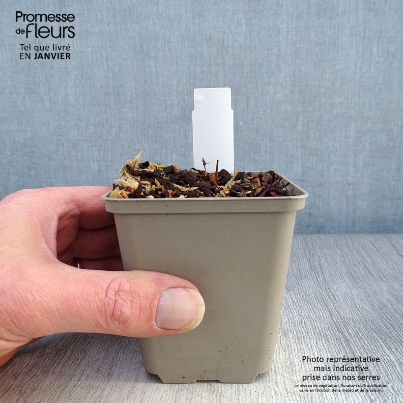 Exemplar von Epimedium pinnatum subsp. colchicum Black Sea - Kolchische Elfenblume Kleine Töpfe von 8/9 cm wie im Winter geliefert