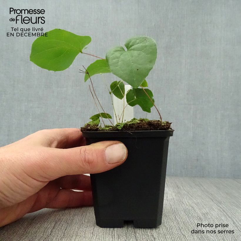 Exemplar von Epimedium pubigerum Orangekönigin - Flaumige Elfenblume Kleine Töpfe von 8/9 cm wie im Winter geliefert