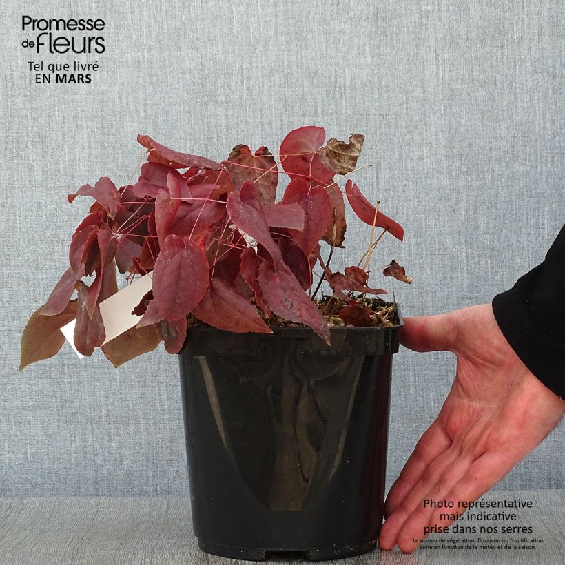 Exemplar von Epimedium rubrum - Rote Elfenblume Topf mit 2L/3L wie im Winter geliefert