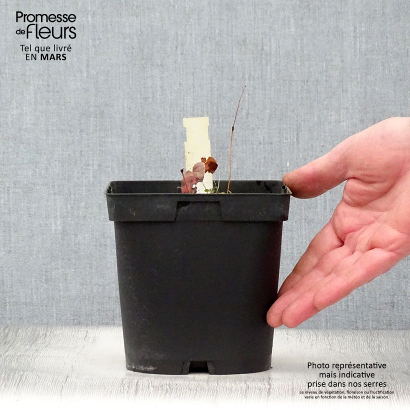 Exemplar von Epimedium rubrum - Rote Elfenblume Topf mit 2L/3L wie im Frühjahr geliefert