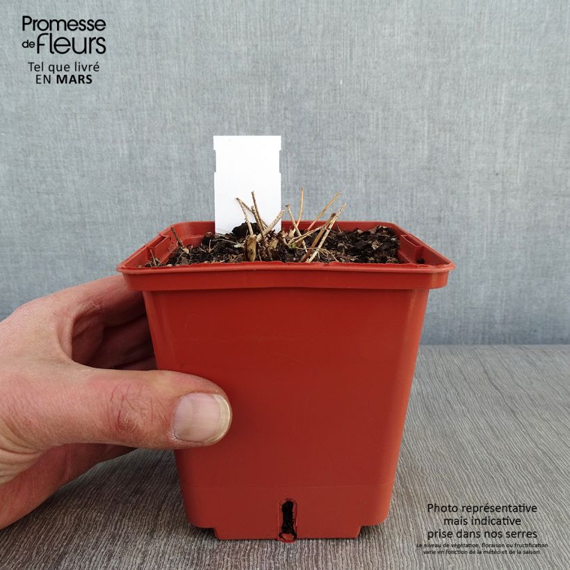 Exemplar von Epimedium rubrum Galadriel - Rote Elfenblume Topf mit 1L/1,5L wie im Winter geliefert