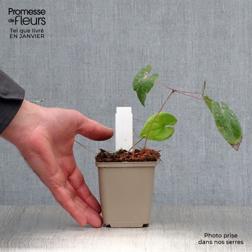 Exemplar von Epimedium warleyense Ellen willmott - Warley-Elfenblume Kleine Töpfe von 8/9 cm wie im Winter geliefert