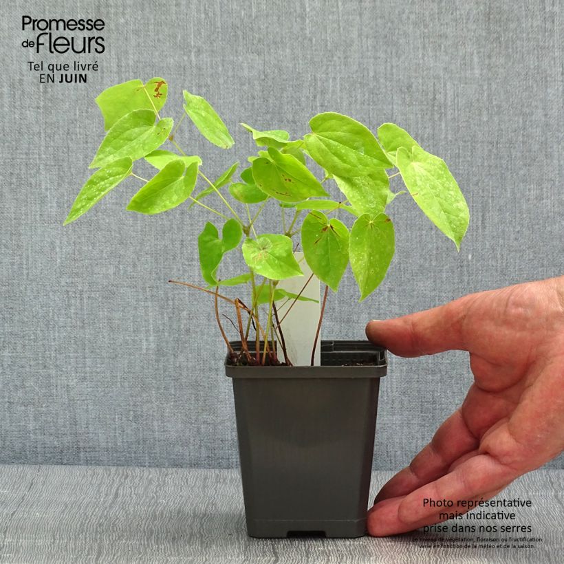 Exemplar von Epimedium warleyense - Warley-Elfenblume Kleine Töpfe von 8/9 cm wie im Frühjahr geliefert