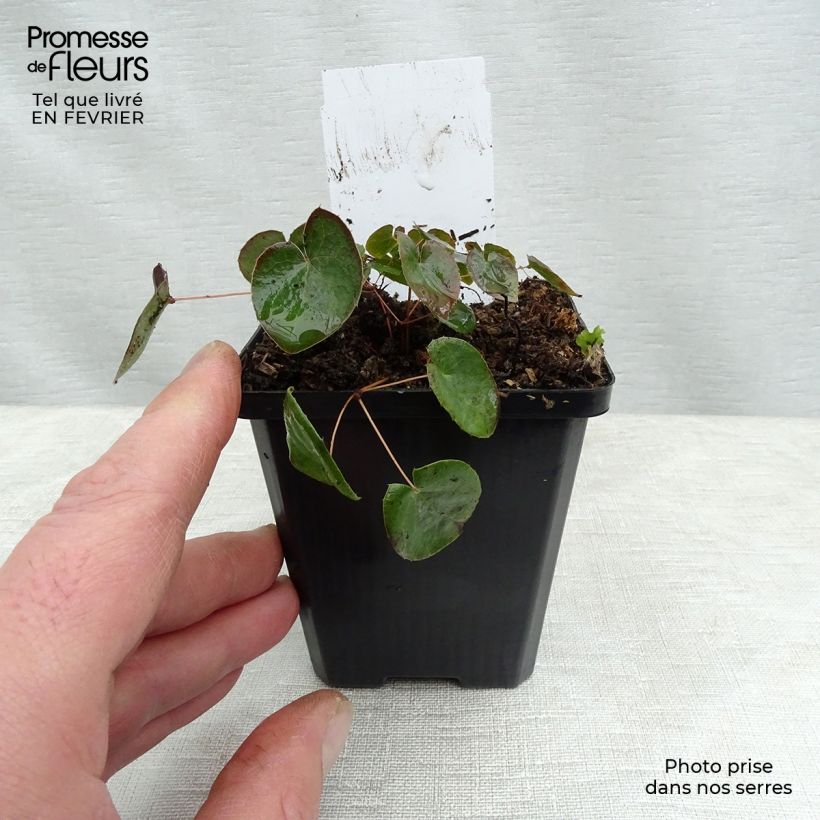 Exemplar von Epimedium versicolor Sulphureum - Vielfarbige Elfenblume Kleine Töpfe von 7/8 cm wie im Winter geliefert