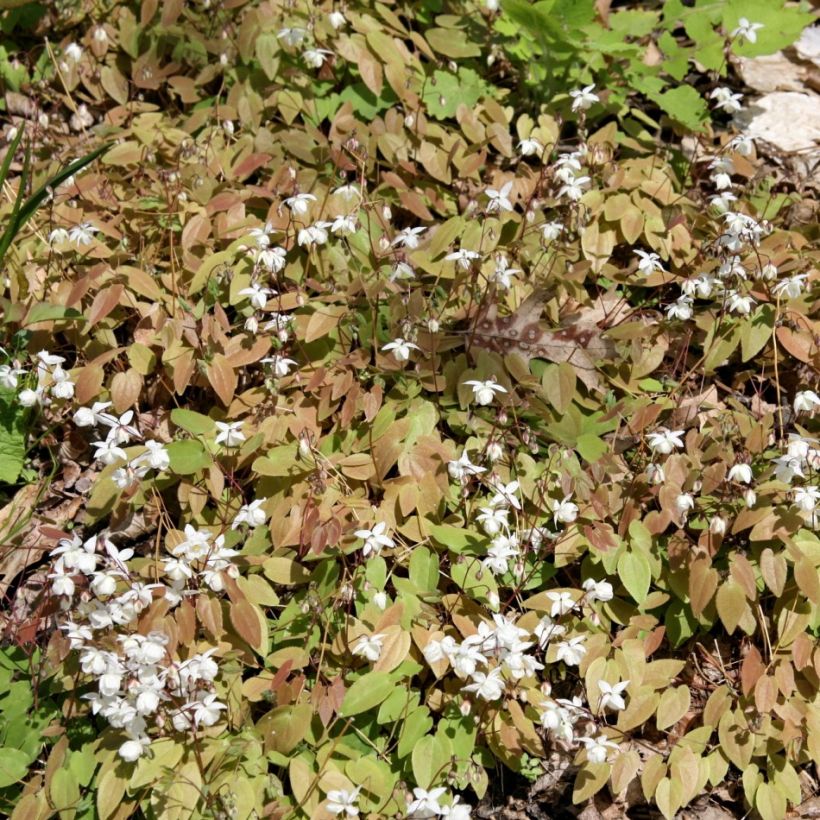 Epimedium youngianum Niveum - Elfenblume (Hafen)