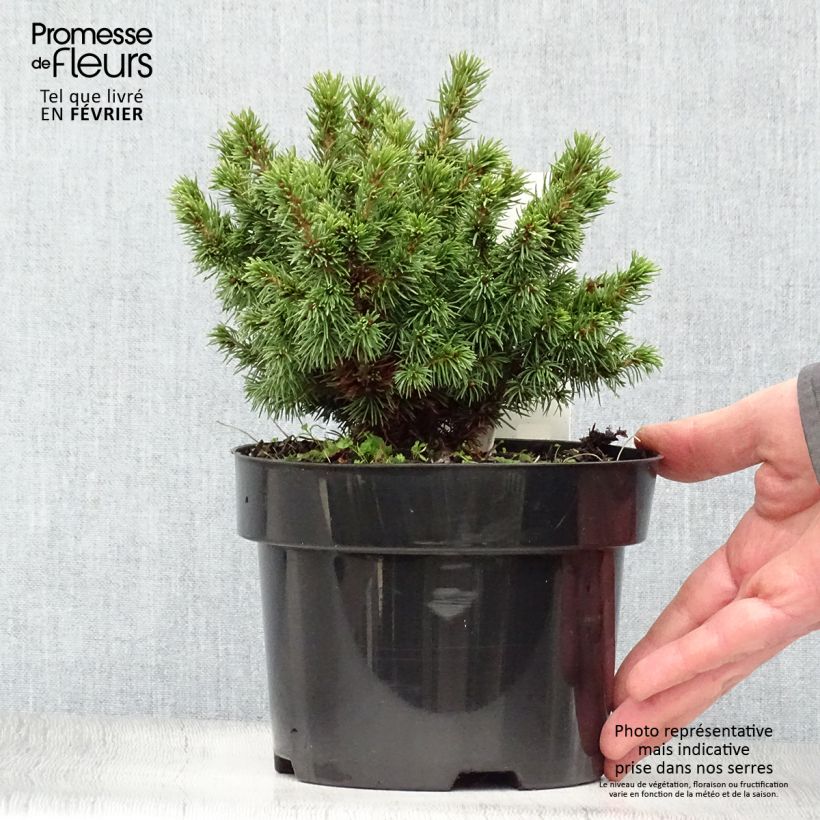 Exemplar von Picea glauca Alberta Globe Topf mit 2L/3L wie im Winter geliefert
