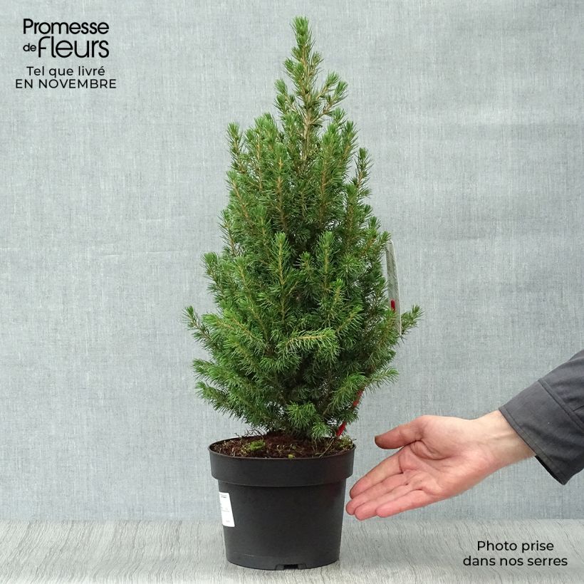 Exemplar von Picea glauca Conica Topf mit 2L/3L wie im Herbst geliefert