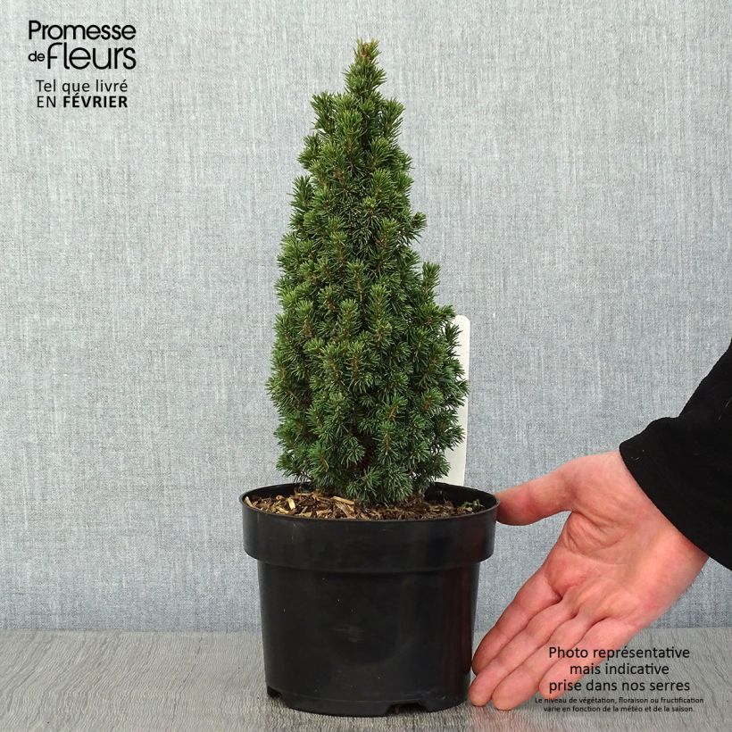 Exemplar von Picea glauca Piccolo Topf mit 2L/3L wie im Winter geliefert
