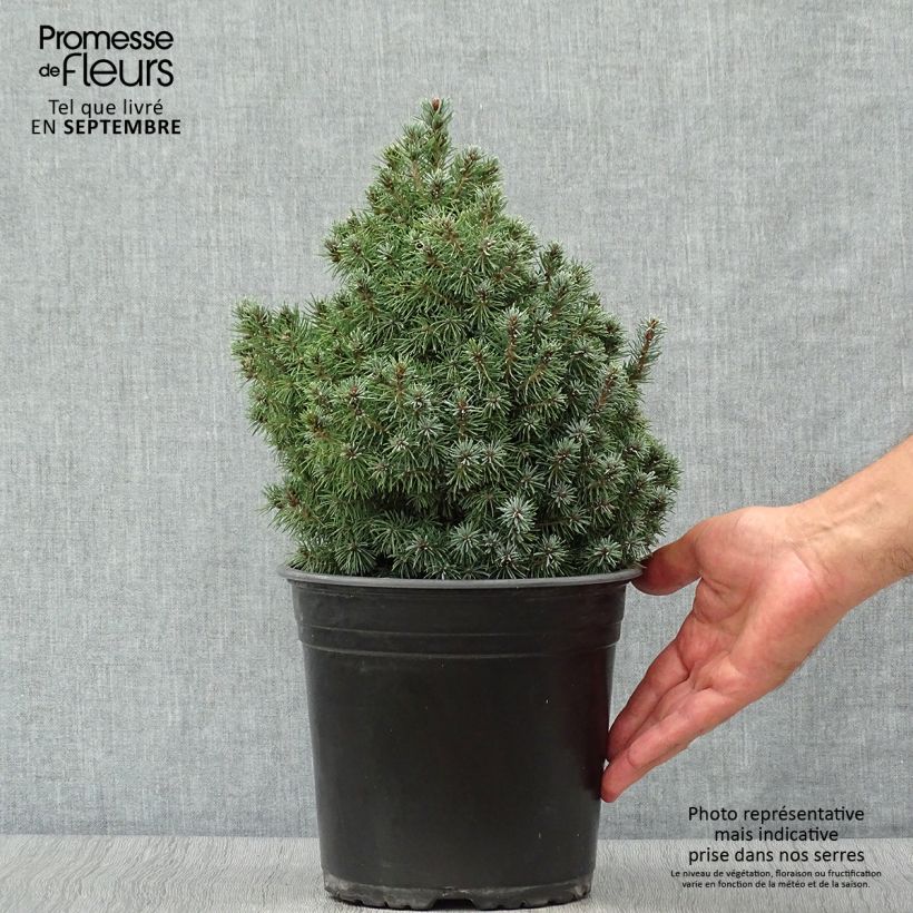 Exemplar von Picea glauca Sander's Blue Topf mit 4L/5L wie im Herbst geliefert