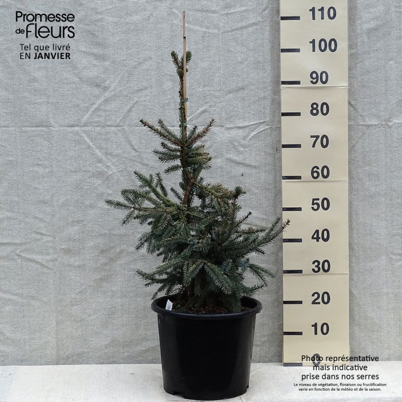 Exemplar von Picea mariana Aurea Topf mit 12L/15L wie im Winter geliefert