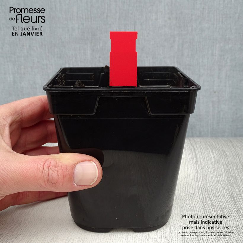 Exemplar von Epipactis gigantea Night Serpentine - Sumpfwurz Topf mit 1L/1,5L wie im Winter geliefert