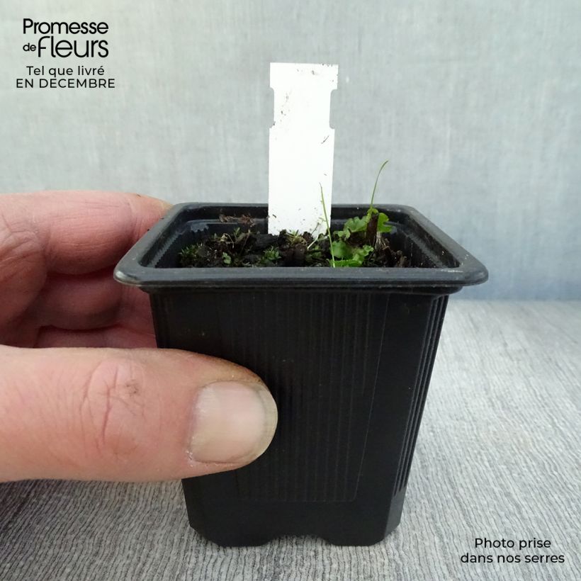 Exemplar von Epipactis palustris - Sumpfwurz Kleine Töpfe von 8/9 cm wie im Winter geliefert