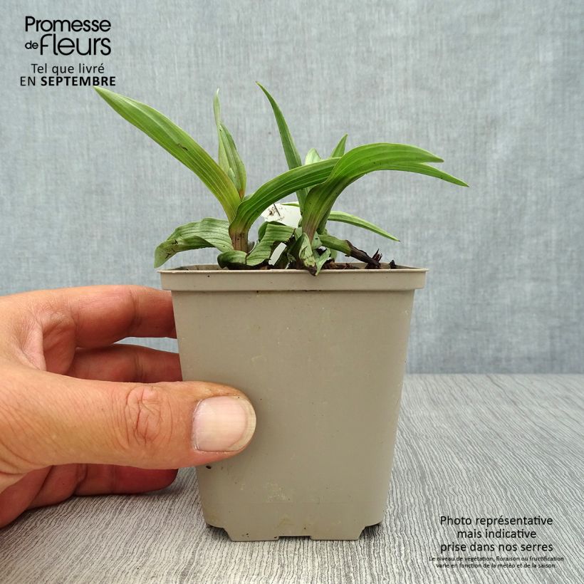 Exemplar von Epipactis palustris - Sumpfwurz Kleine Töpfe von 8/9 cm wie im Herbst geliefert