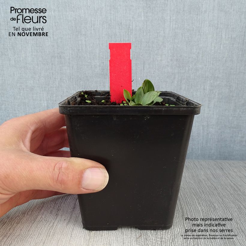 Exemplar von Epipactis palustris - Sumpfwurz Topf mit 1L/1,5L wie im Herbst geliefert