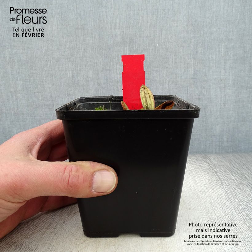 Exemplar von Epipactis palustris - Sumpfwurz Topf mit 1L/1,5L wie im Winter geliefert