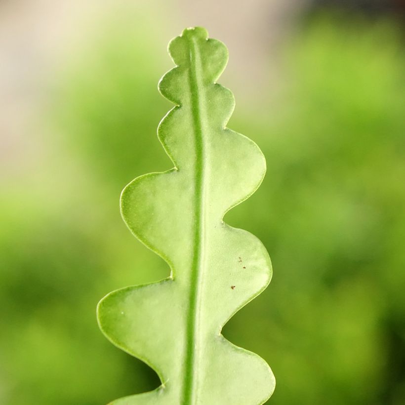 Sägeblattkaktus - Epiphyllum anguliger (Laub)