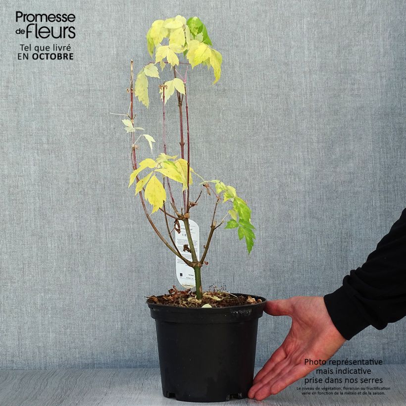Exemplar von Eschen-Ahorn Kelly's Gold - Acer negundo Topf mit 3L/4L wie im Herbst geliefert