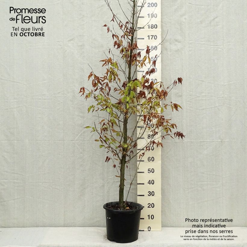 Exemplar von Hainbuchen-Ahorn - Acer carpinifolium Topf mit 7,5L/10L wie im Herbst geliefert