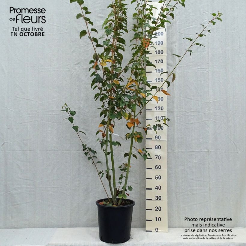 Exemplar von Schlangenhautahorn - Acer davidii Topf mit 20L/25L wie im Herbst geliefert