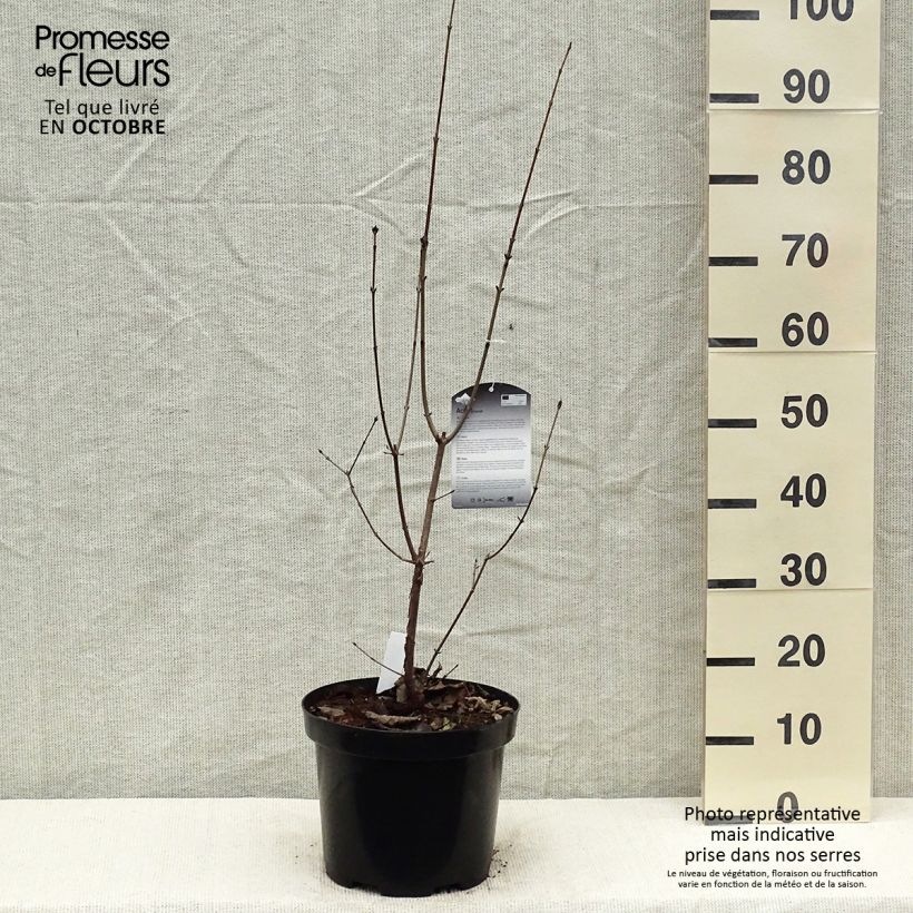 Exemplar von Zimt-Ahorn - Acer griseum Topf mit 7,5L/10L wie im Herbst geliefert