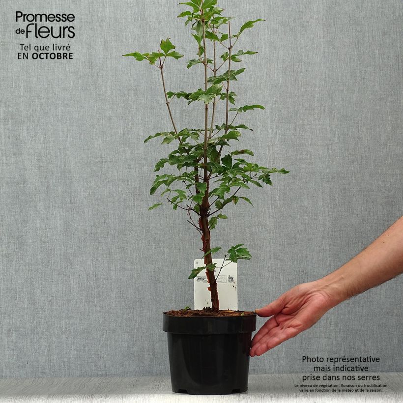 Exemplar von Zimt-Ahorn - Acer griseum Topf mit 3L/4L wie im Herbst geliefert