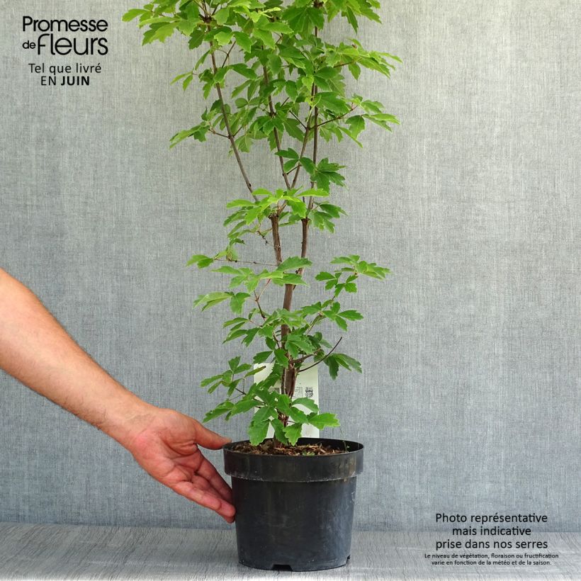 Exemplar von Zimt-Ahorn - Acer griseum Topf mit 3L/4L wie im Sommer geliefert