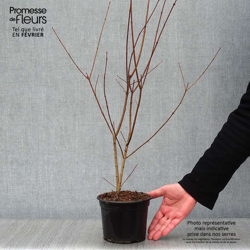 Exemplar von Feld-Ahorn - Acer campestre Topf mit 2L/3L wie im Winter geliefert