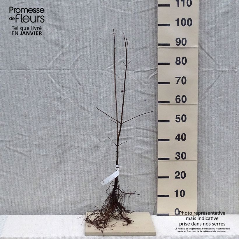 Exemplar von Feld-Ahorn - Acer campestre Wurzelnackt wie im Winter geliefert