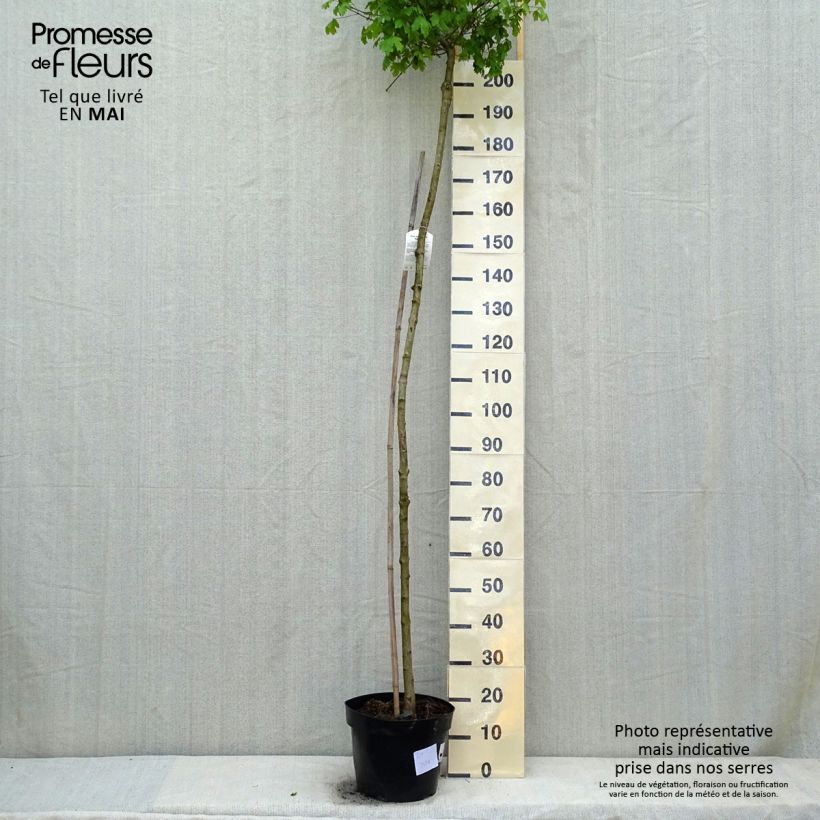 Exemplar von Feld-Ahorn Nanum - Acer campestre Topf mit 20L/25L wie im Frühjahr geliefert
