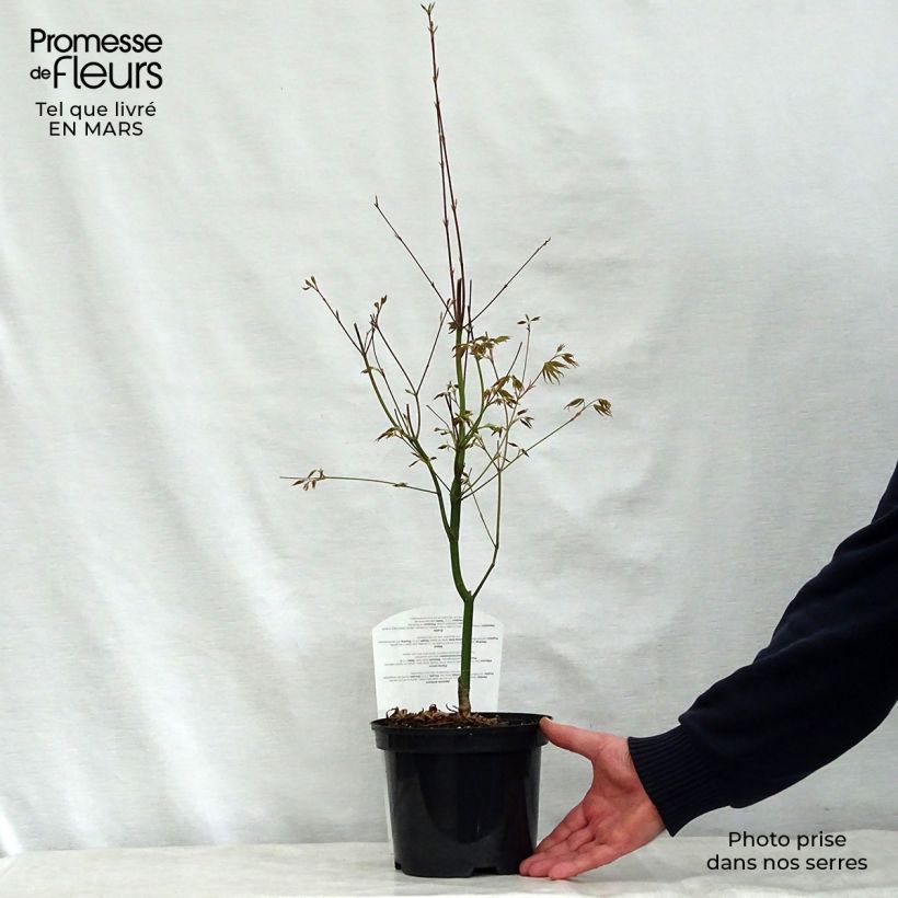 Exemplar von Fächerahorn Asahi Zuru - Acer palmatum Topf mit 2L/3L wie im Frühjahr geliefert