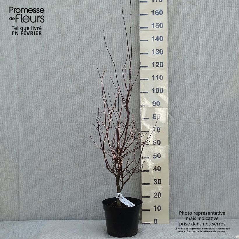 Exemplar von Fächerahorn Atropurpureum - Acer palmatum Topf mit 4L/5L wie im Winter geliefert