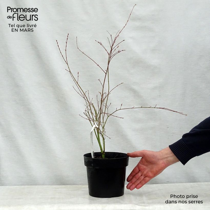 Exemplar von Fächerahorn Beni Shichihenge - Acer palmatum Topf mit 3L/4L wie im Frühjahr geliefert