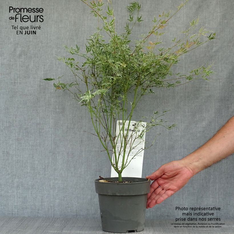 Exemplar von Fächerahorn Butterfly - Acer palmatum Topf mit 2L/3L wie im Sommer geliefert