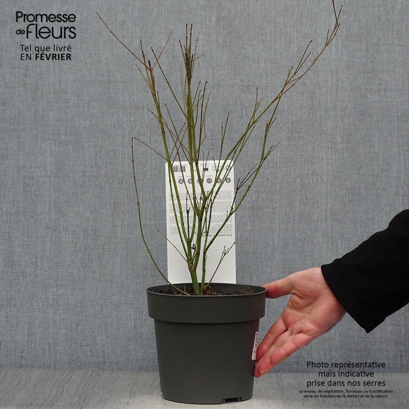 Exemplar von Fächerahorn Butterfly - Acer palmatum Topf mit 2L/3L wie im Winter geliefert