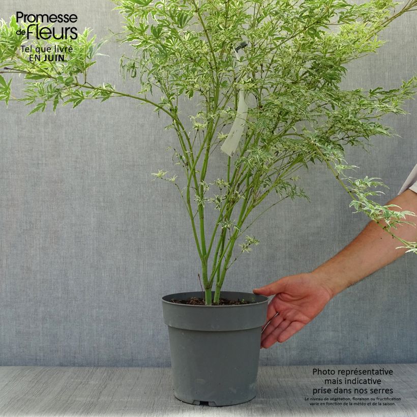 Exemplar von Fächerahorn Butterfly - Acer palmatum Topf mit 4L/5L wie im Sommer geliefert