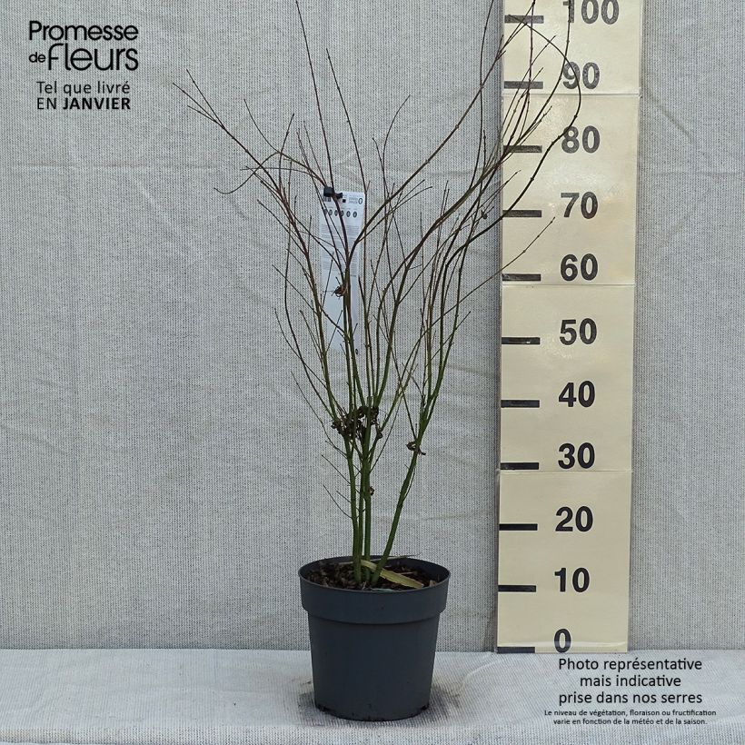 Exemplar von Fächerahorn Butterfly - Acer palmatum Topf mit 4L/5L wie im Winter geliefert